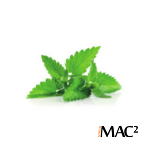AROME MENTHE POIVREE COLORE REF MPB01